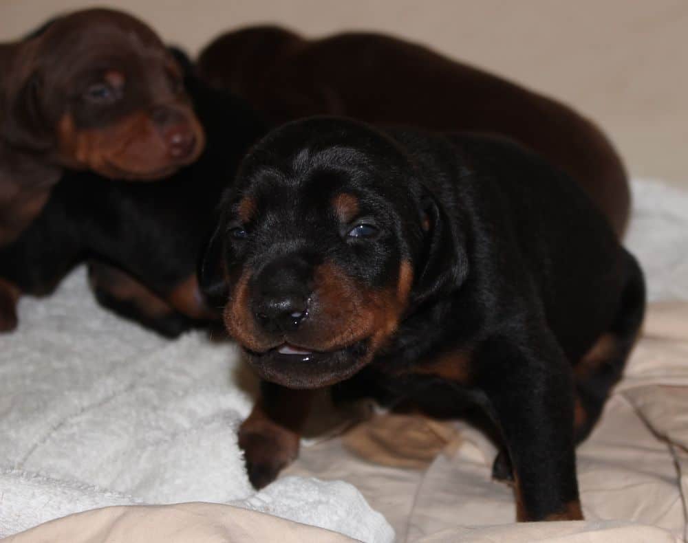 almost 2 week old black and rust, red and rust doberman puppies