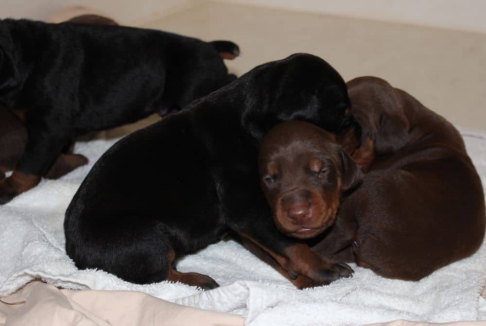 almost 2 week old black and rust, red and rust doberman puppies