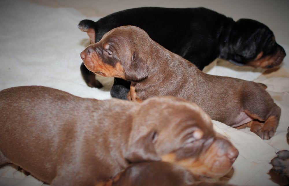 almost 2 week old black and rust, red and rust doberman puppies