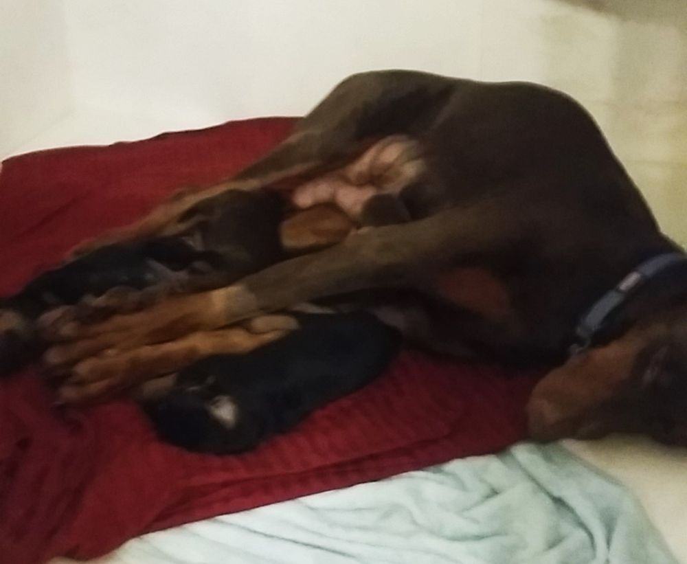 2 week old black and rust, red and rust doberman puppies