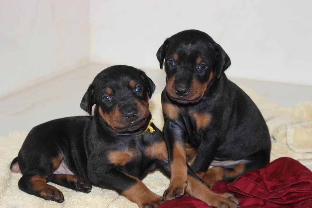 3 week old black and rust, red and rust doberman puppies