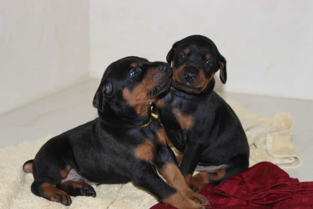 3 week old black and rust, red and rust doberman puppies