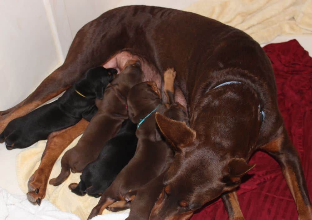 3 week old black and rust, red and rust doberman puppies