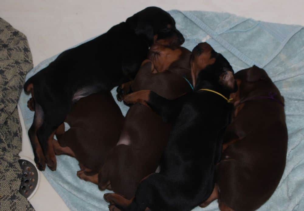 3 week old black and rust, red and rust doberman puppies