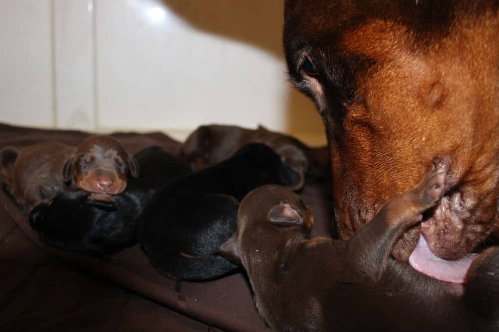 4 day old doberman puppies