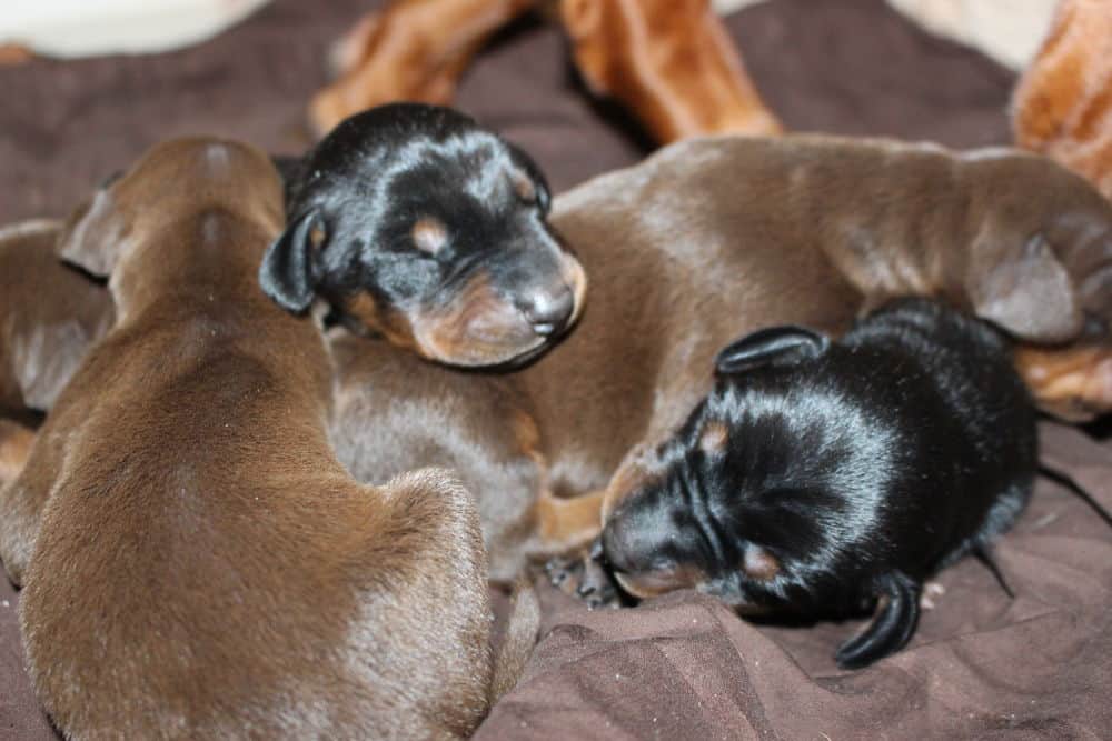 4 day old doberman puppies