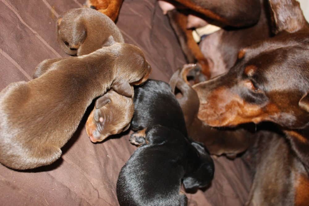 4 day old doberman puppies