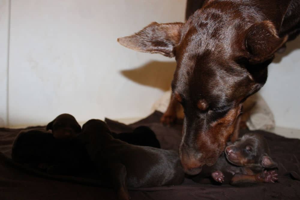 4 day old doberman puppies