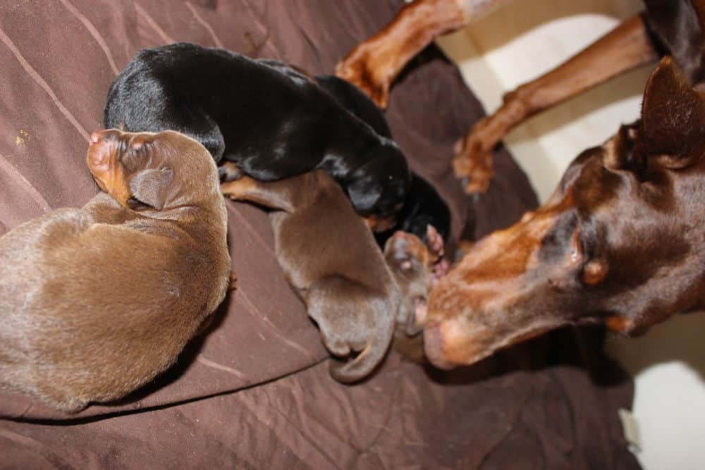 4 day old doberman puppies