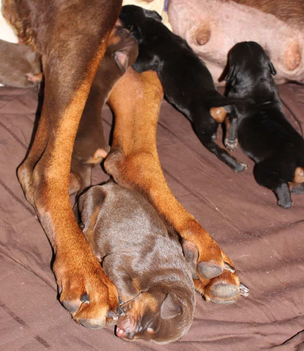 4 day old doberman puppies