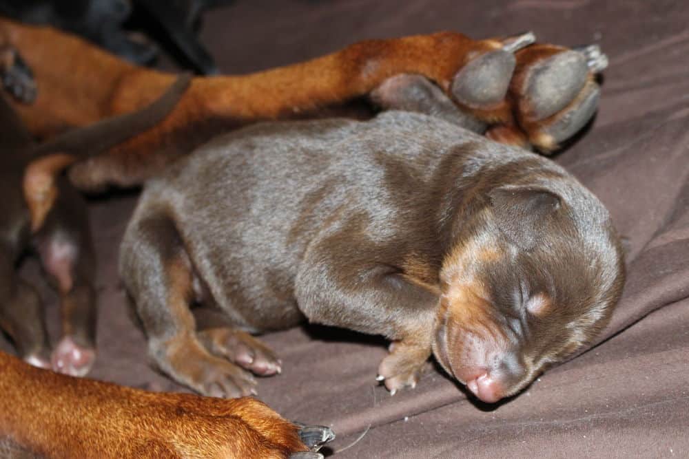 4 day old doberman puppies