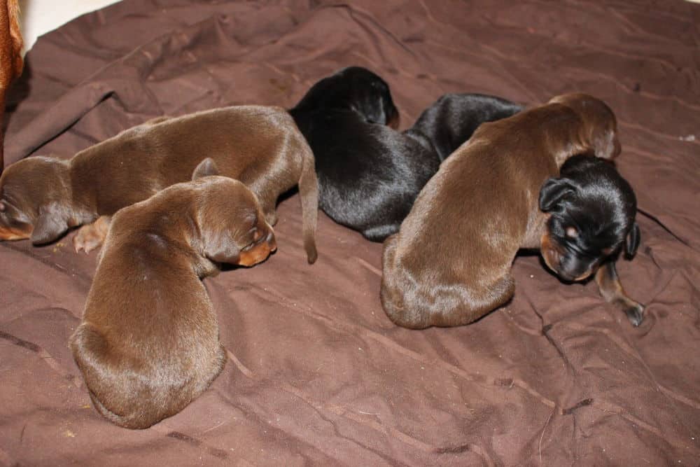 4 day old doberman puppies