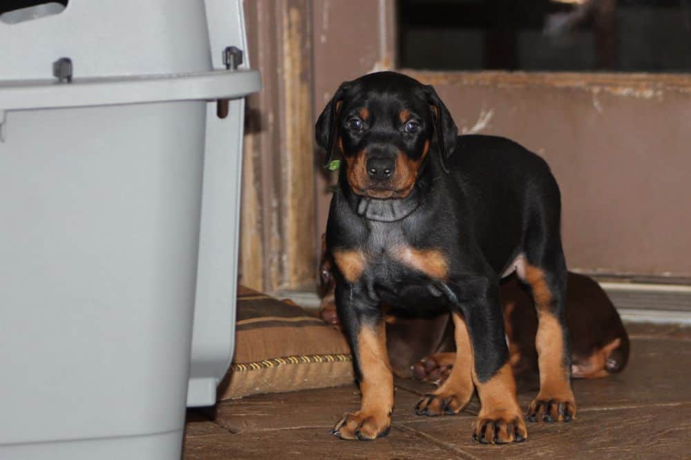 5 week old black and rust male doberman puppy