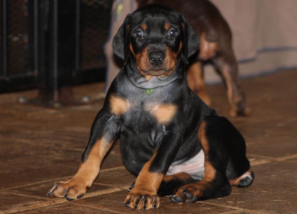 5 week old black and rust male doberman puppy