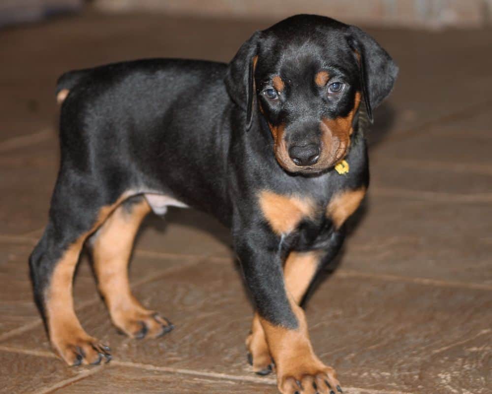 5 week old black and rust male doberman puppy