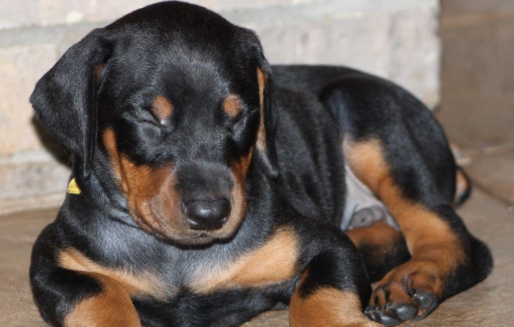 5 week old black and rust male doberman puppy