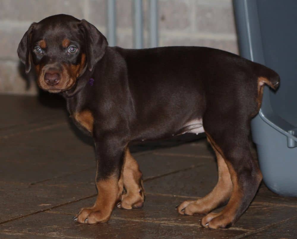 5 week old red and rust female doberman puppy