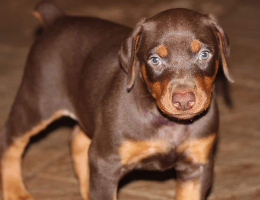 5 week old red and rust female doberman puppy