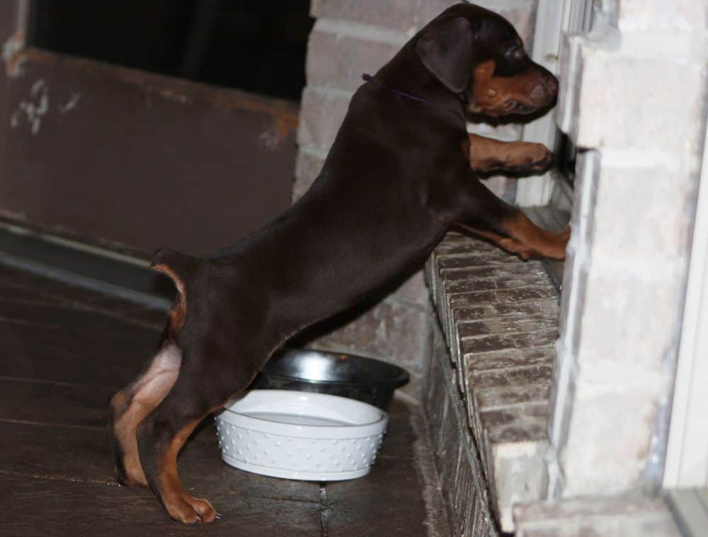 5 week old red and rust female doberman puppy