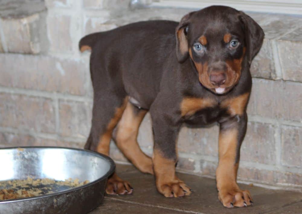 5 week old red and rust female doberman puppy