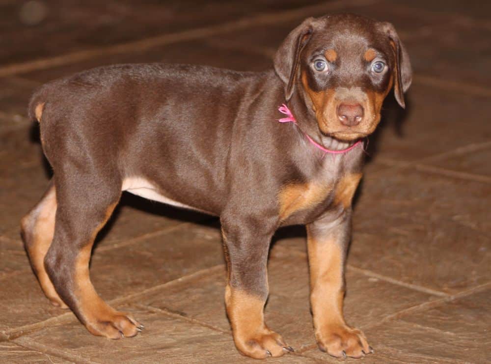 5 week old red and rust female doberman puppy