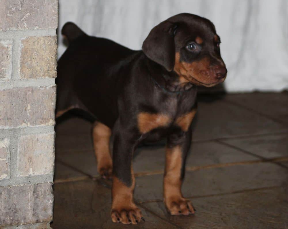 5 week old red and rust male doberman puppy