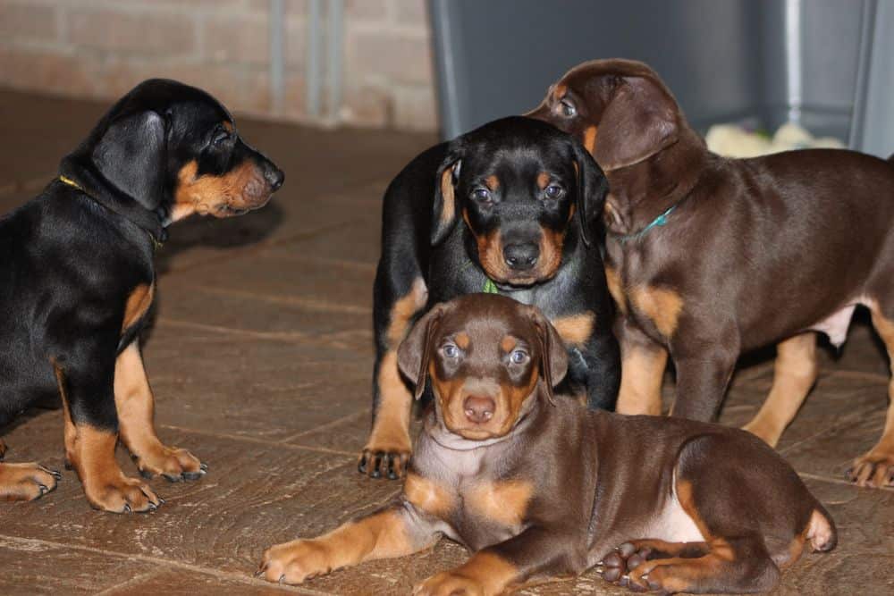 5 week old red and rust / black and rust doberman puppies