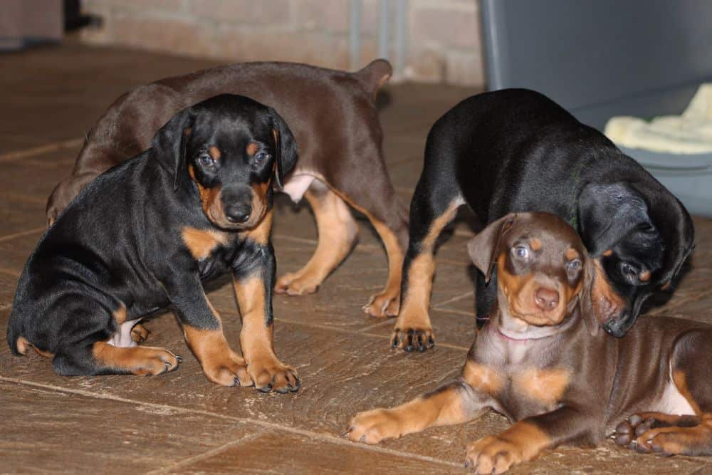 5 week old red and rust / black and rust doberman puppies