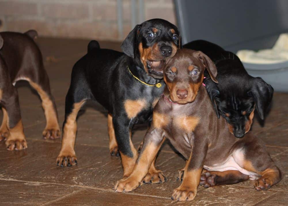 5 week old red and rust / black and rust doberman puppies