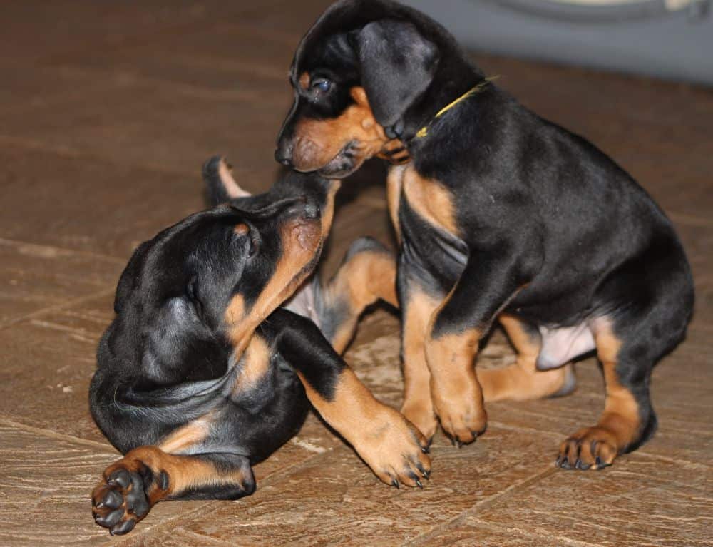 5 week old red and rust / black and rust doberman puppies