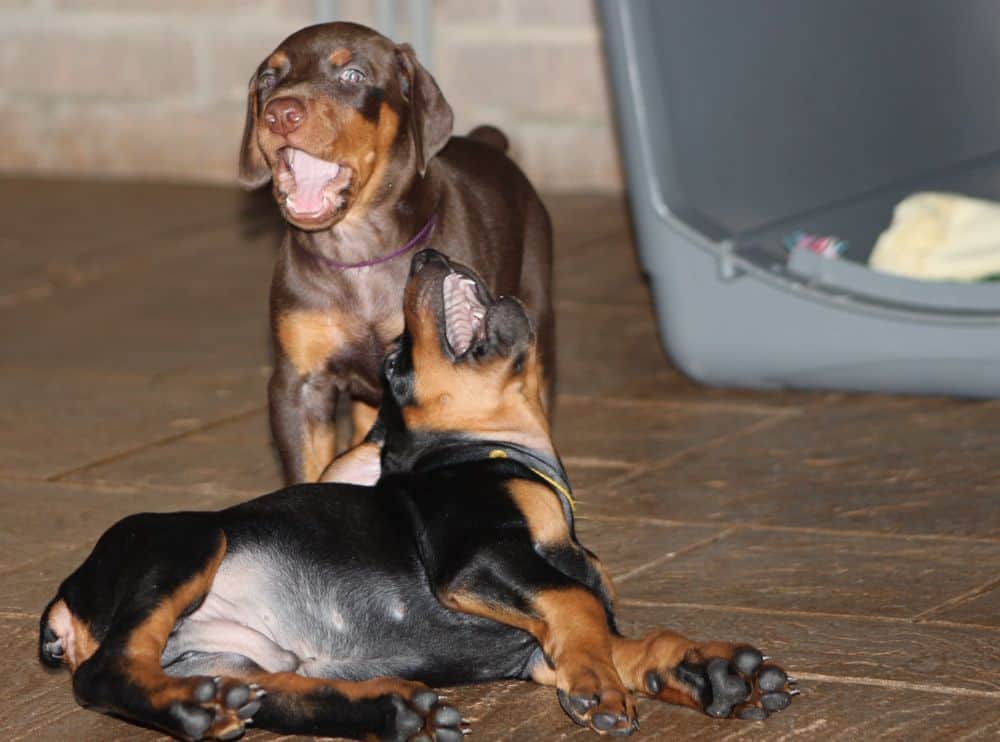 5 week old red and rust / black and rust doberman puppies