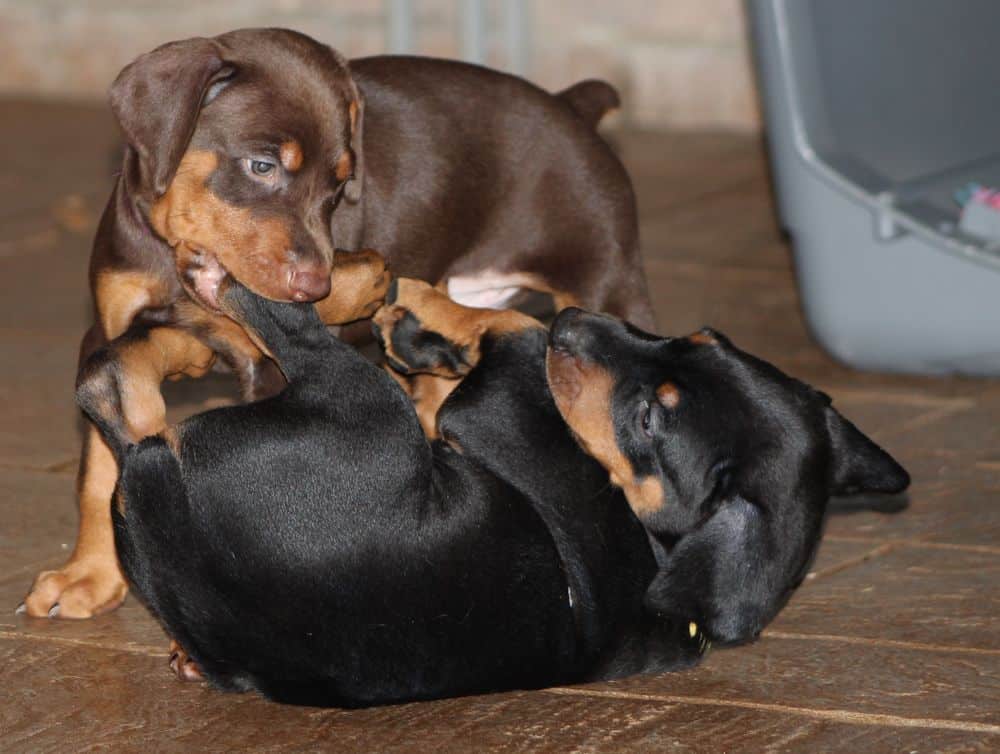 5 week old red and rust / black and rust doberman puppies