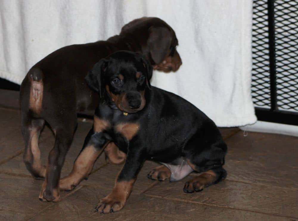 5 week old red and rust / black and rust doberman puppies