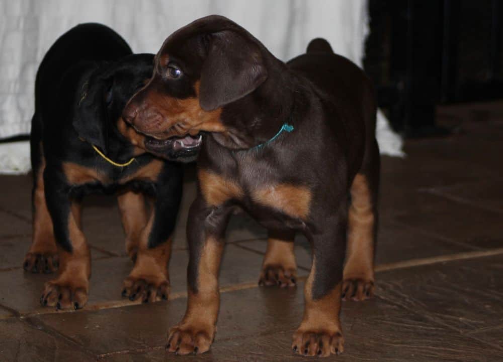 5 week old red and rust / black and rust doberman puppies