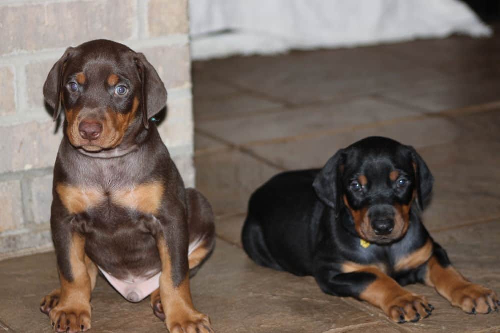 5 week old red and rust / black and rust doberman puppies