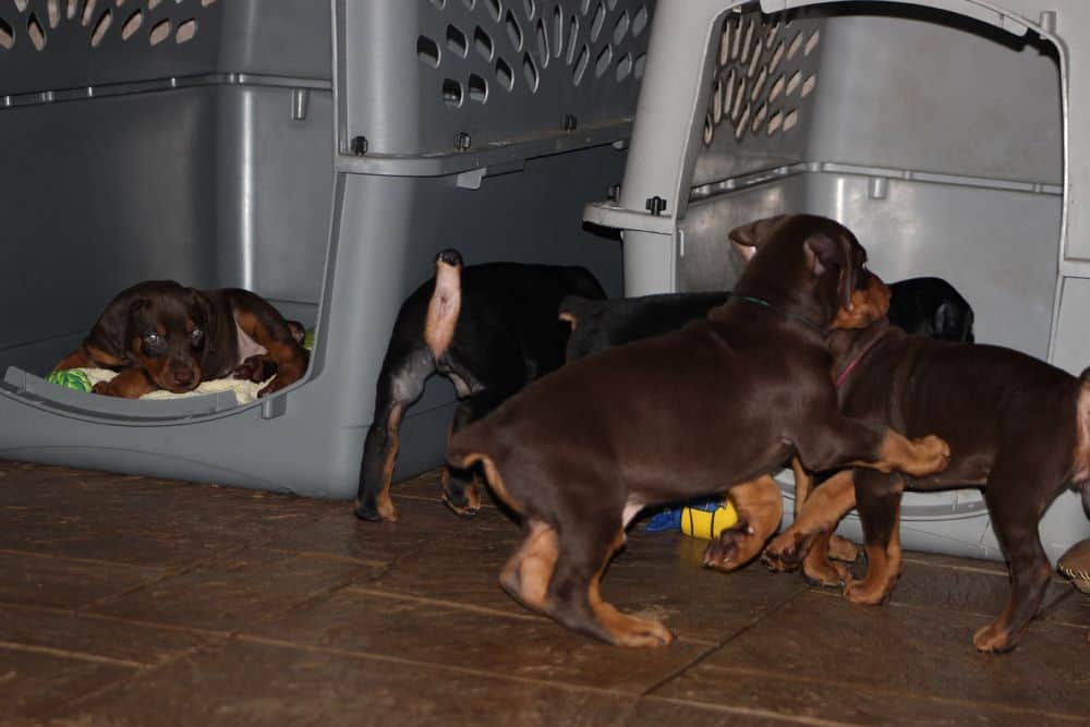 5 week old red and rust / black and rust doberman puppies