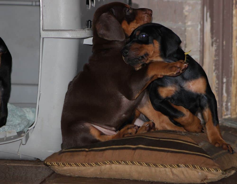 5 week old red and rust / black and rust doberman puppies