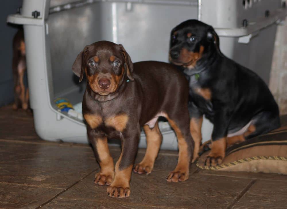 5 week old red and rust / black and rust doberman puppies