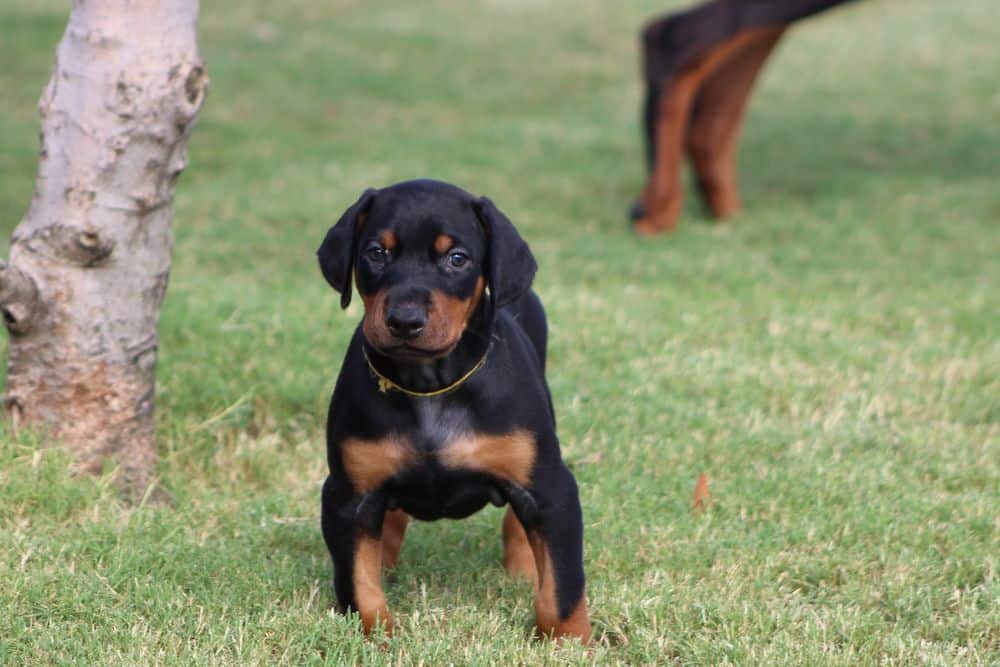 5 week old black and rust male doberman puppy