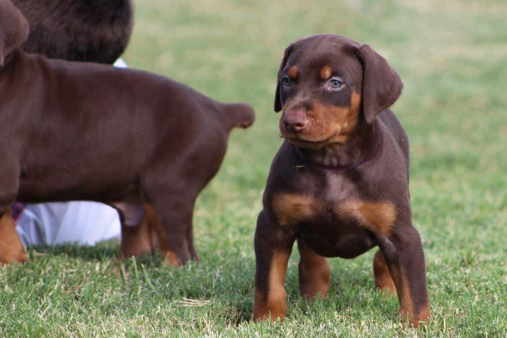 5 week old red and rust female doberman puppy