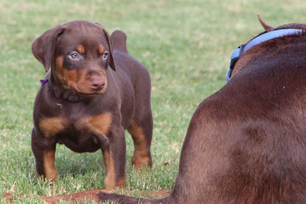 5 week old red and rust female doberman puppy