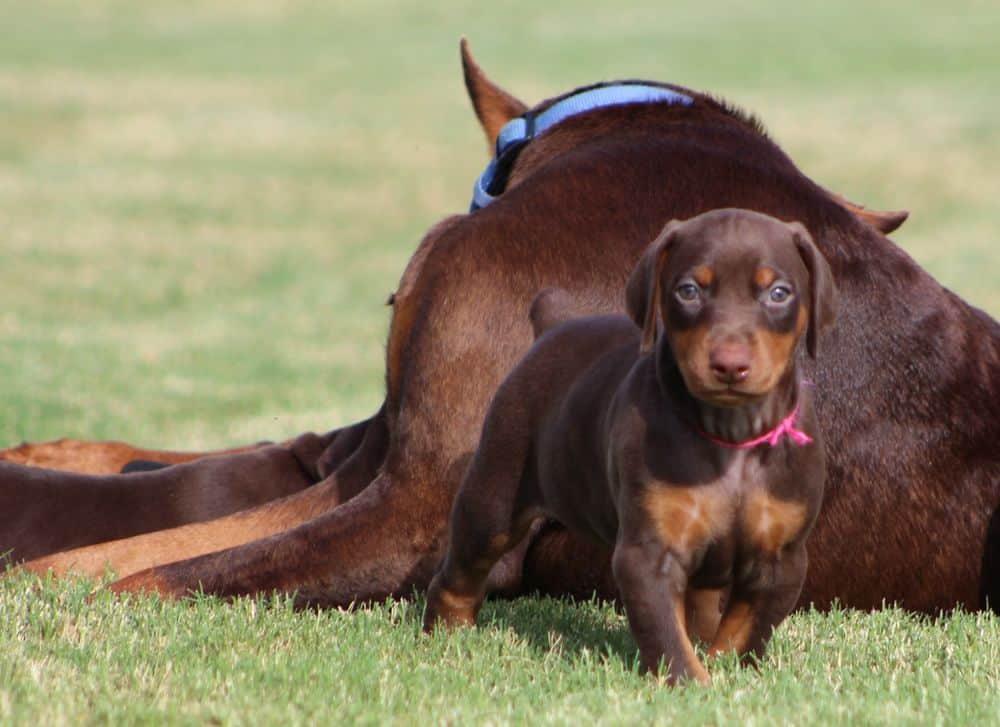 5 week old red and rust female doberman puppy