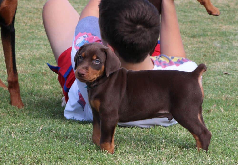 5 week old red and rust male doberman puppy