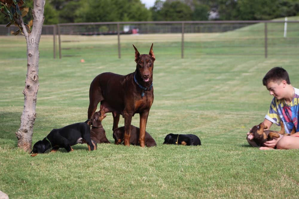 red rust female doberman with puppies