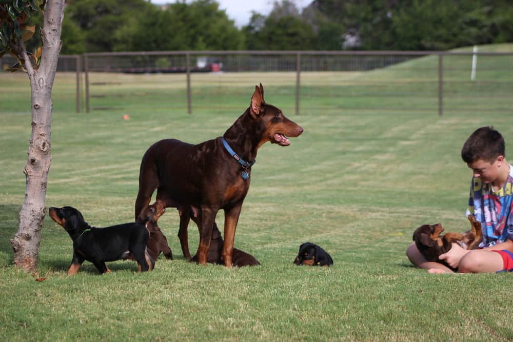 5 week old red and rust / black and rust doberman puppies