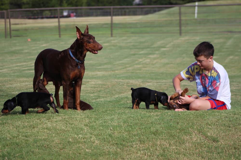 5 week old red and rust / black and rust doberman puppies