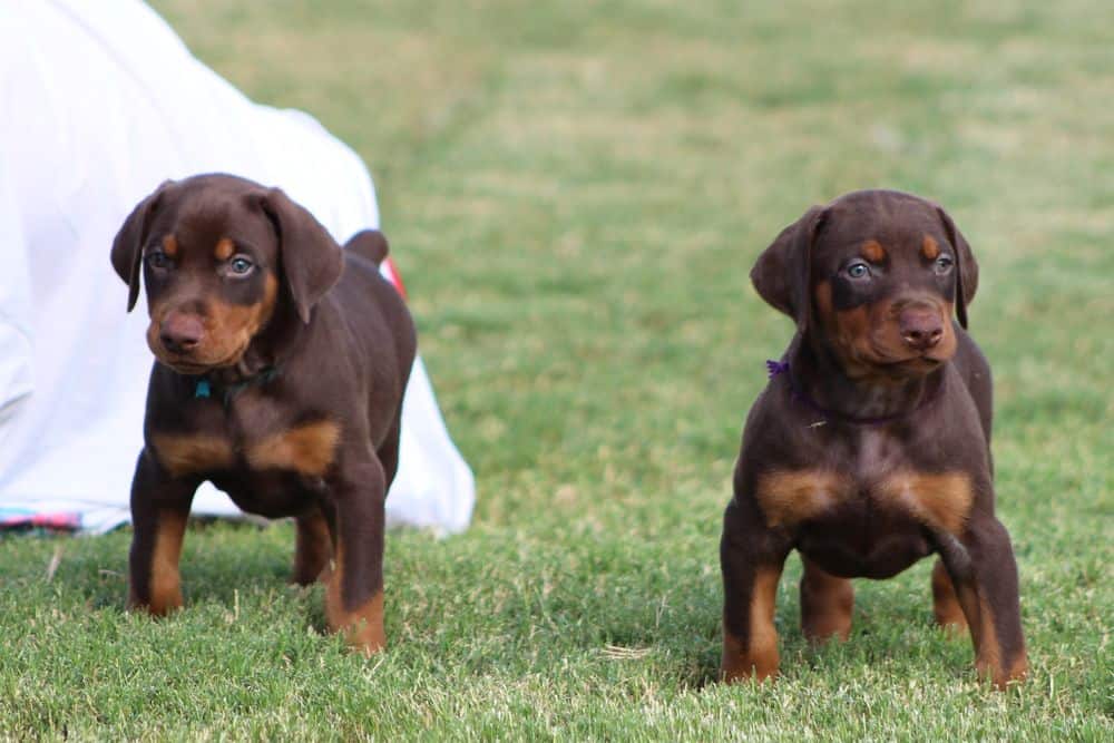 5 week old red and rust / black and rust doberman puppies