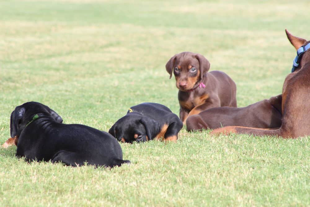 5 week old red and rust / black and rust doberman puppies