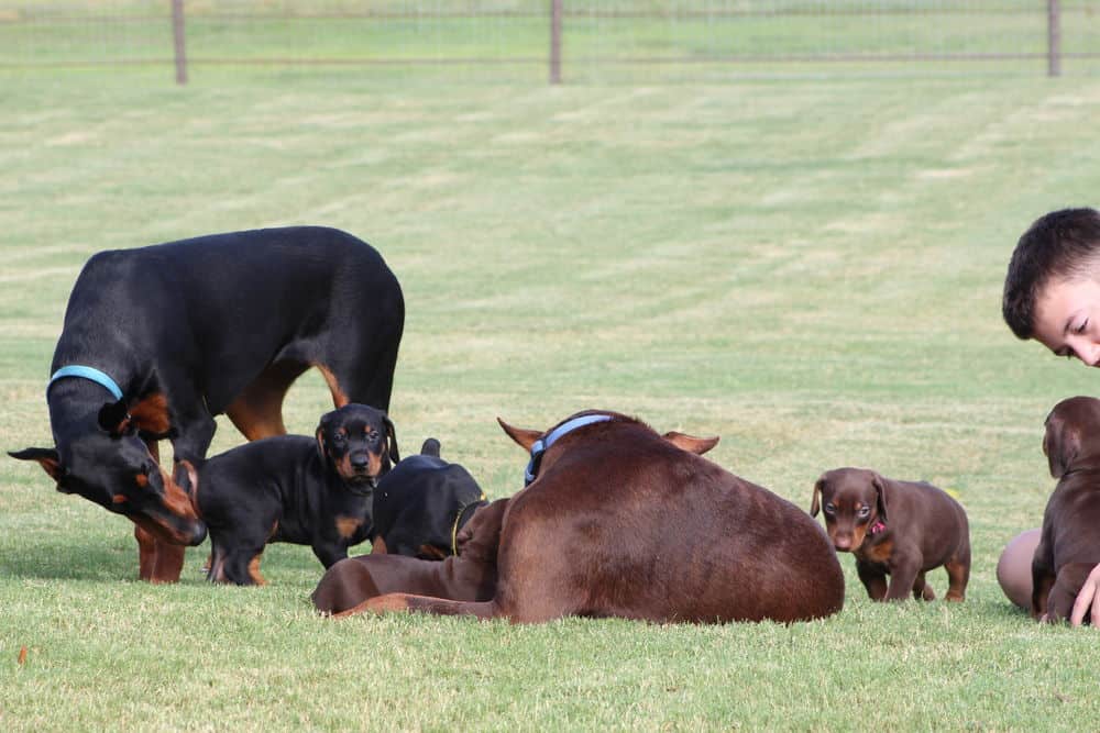 5 week old red and rust / black and rust doberman puppies