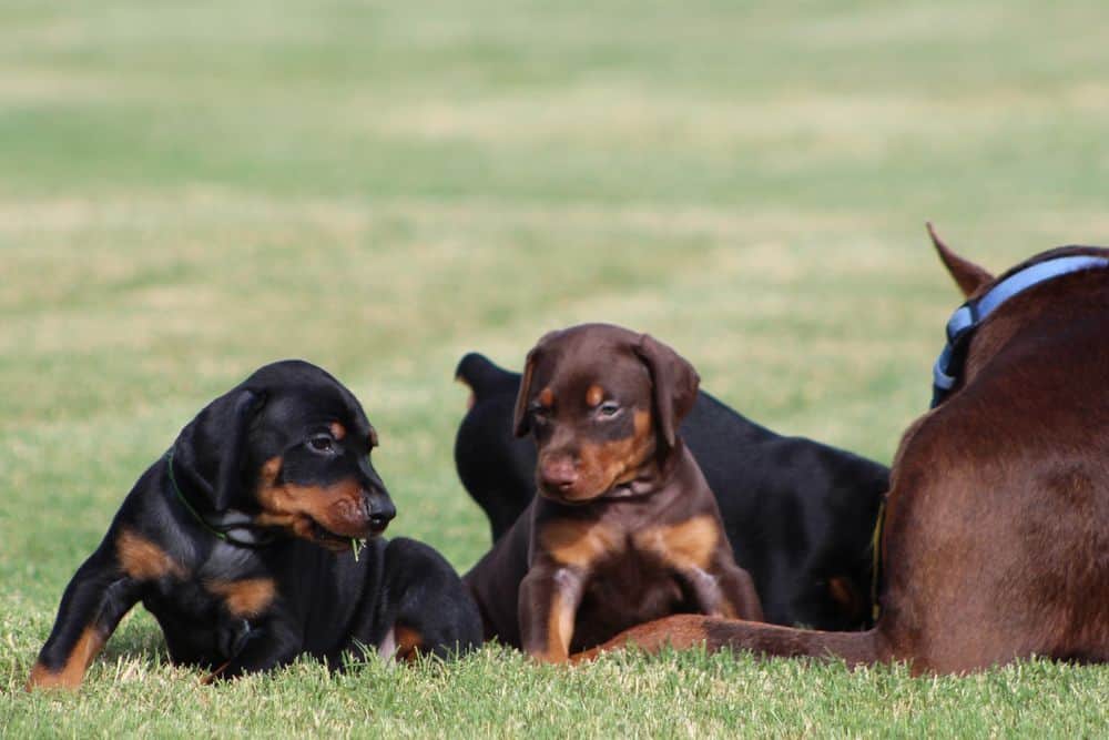 5 week old red and rust / black and rust doberman puppies